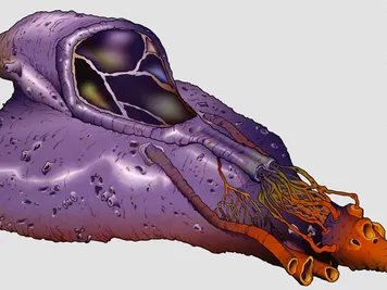 Thumbnail 6 of 6 for Yuuzhan Vong coral Skipper