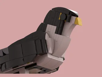 Thumbnail 7 of 7 for Peregrine falcon (Falco peregrinus Tunstall, 1771)