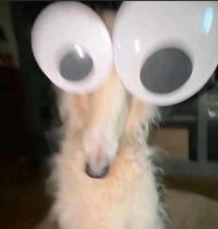 Avatar of Mayomaan